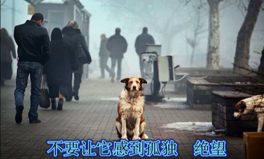 西宁西宁爱影圈微博微信转发案例